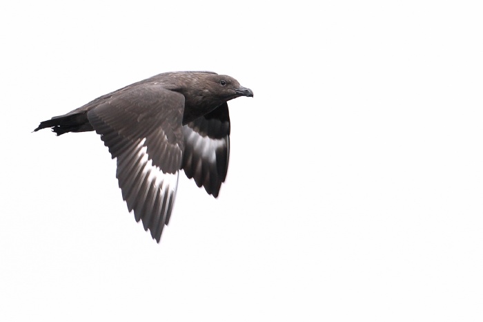 South Polar Skua